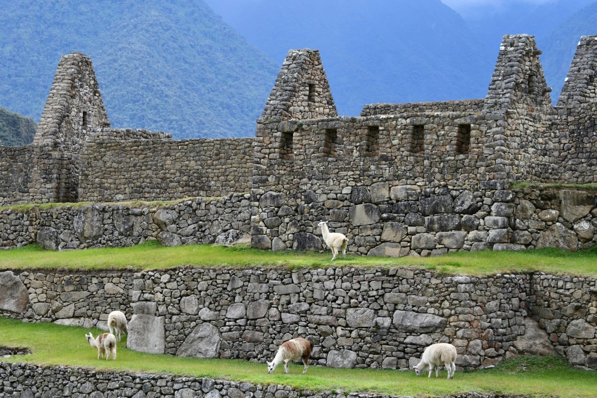 City Breaks Explorer - Machu Picchu Peru - Llamas Amongst the Ruins City Breaks Explorer - Machu Picchu Peru - Llamas Amongst the Ruins